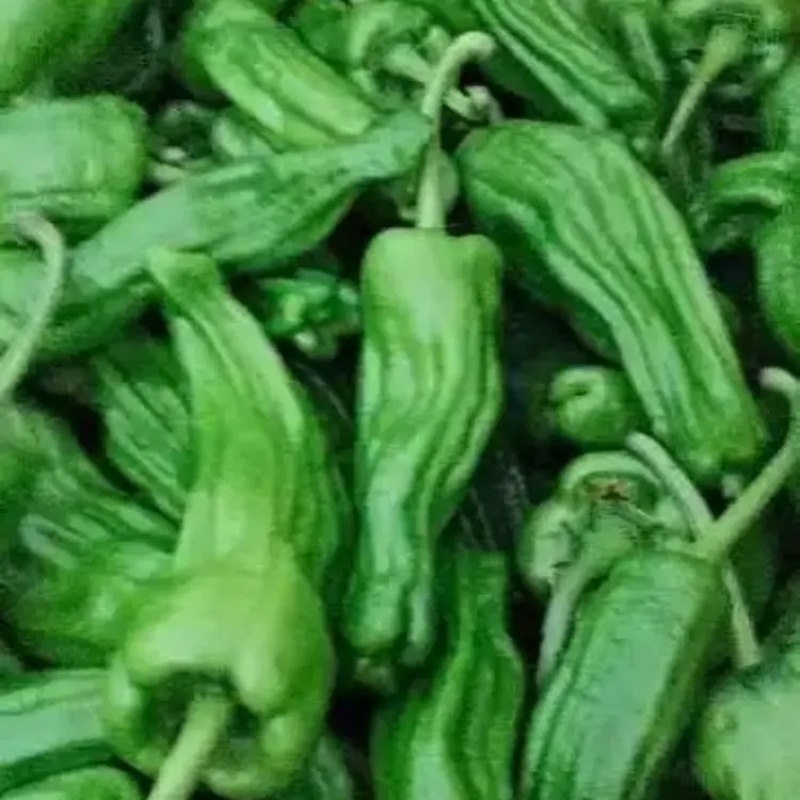 湖北精品芜湖椒大量上市品质保证一手货源量大从优