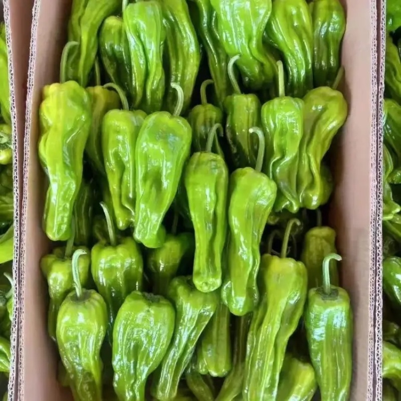 湖北精品芜湖椒大量上市品质保证一手货源量大从优