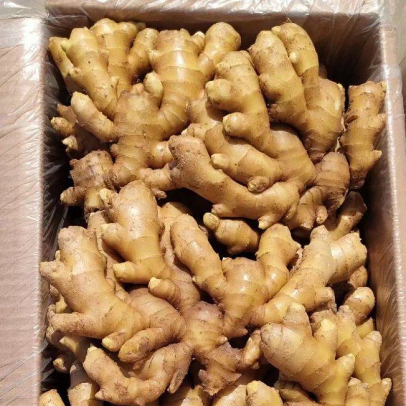 热卖小黄姜大量有货销售，品质好，价格便宜，欢迎来电咨询