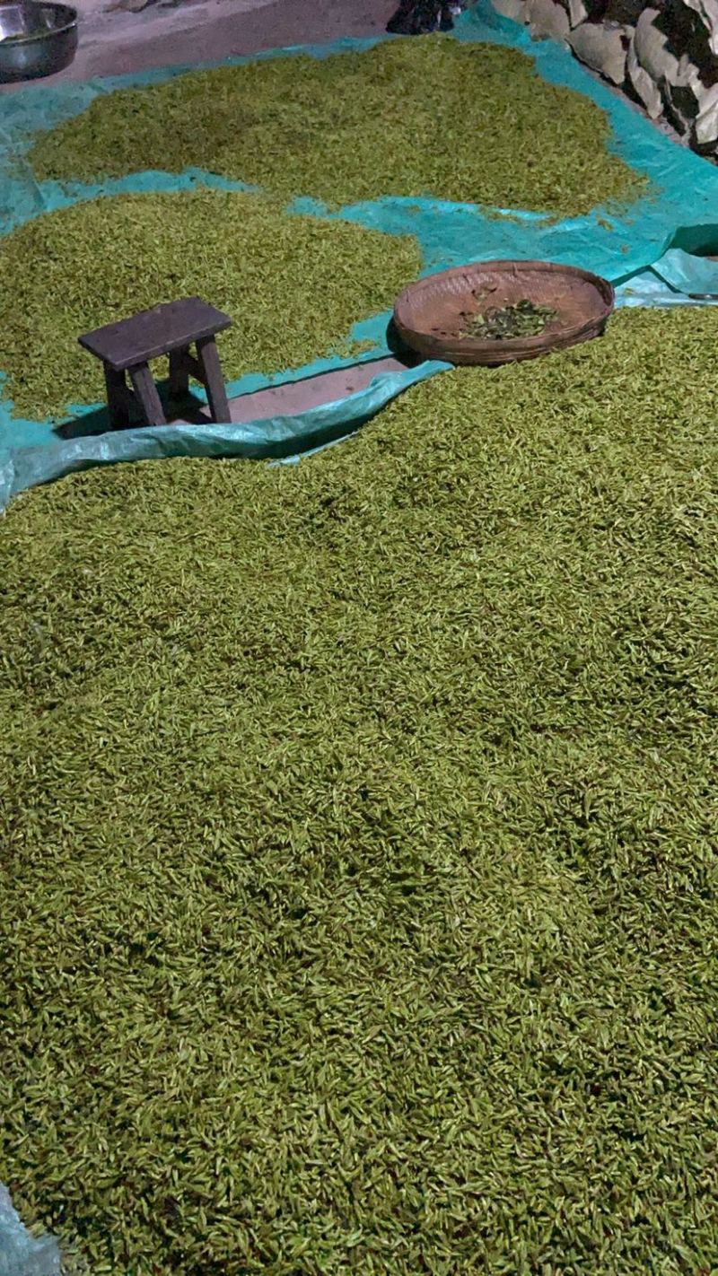 小叶苦丁茶苦丁米芽颜色翠绿颗粒肥美
