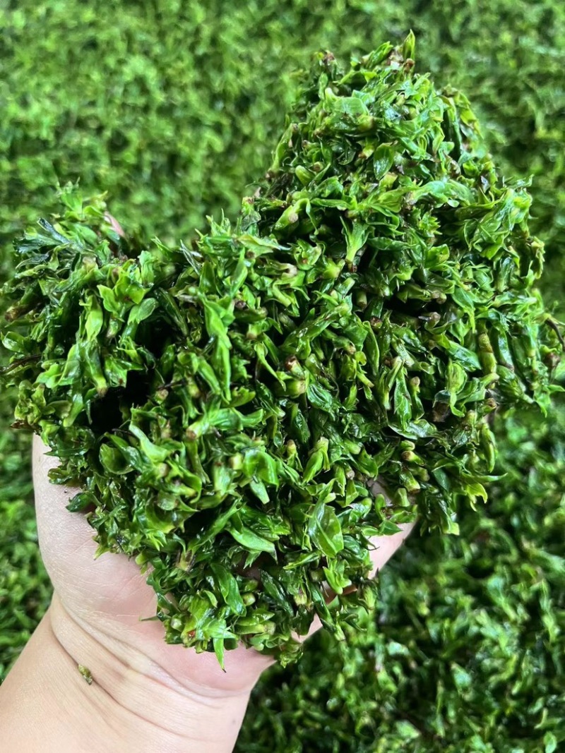 小叶苦丁茶苦丁米芽颜色翠绿颗粒肥美