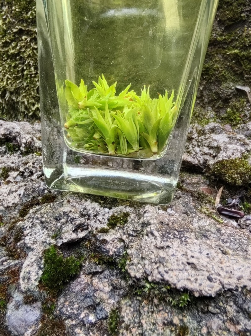 小叶苦丁茶苦丁米芽颜色翠绿颗粒肥美
