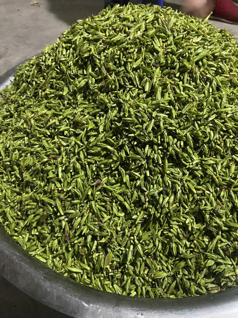 小叶苦丁茶苦丁米芽颜色翠绿颗粒肥美