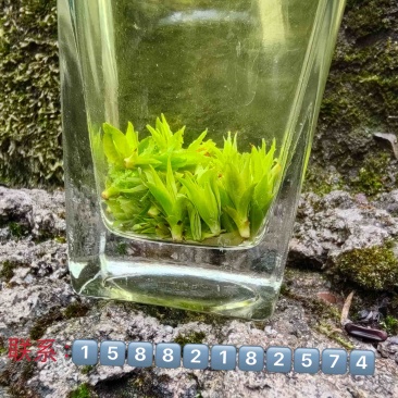 小叶苦丁茶苦丁米芽颜色翠绿颗粒肥美