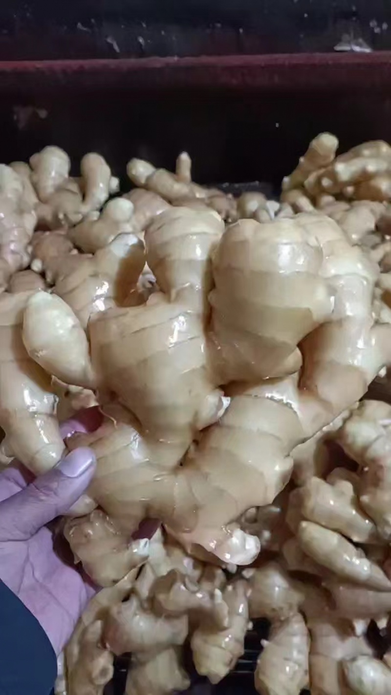[生姜]大黄姜大量有货销售，价格低廉，品质保证