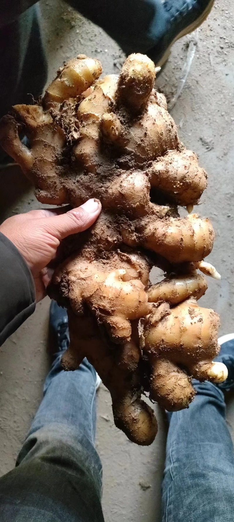[生姜]大黄姜大量有货销售，价格低廉，品质保证
