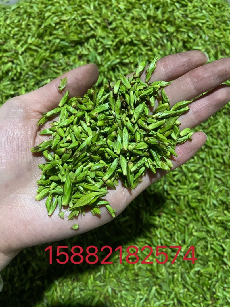 小叶苦丁茶苦丁米芽颜色翠绿颗粒肥美