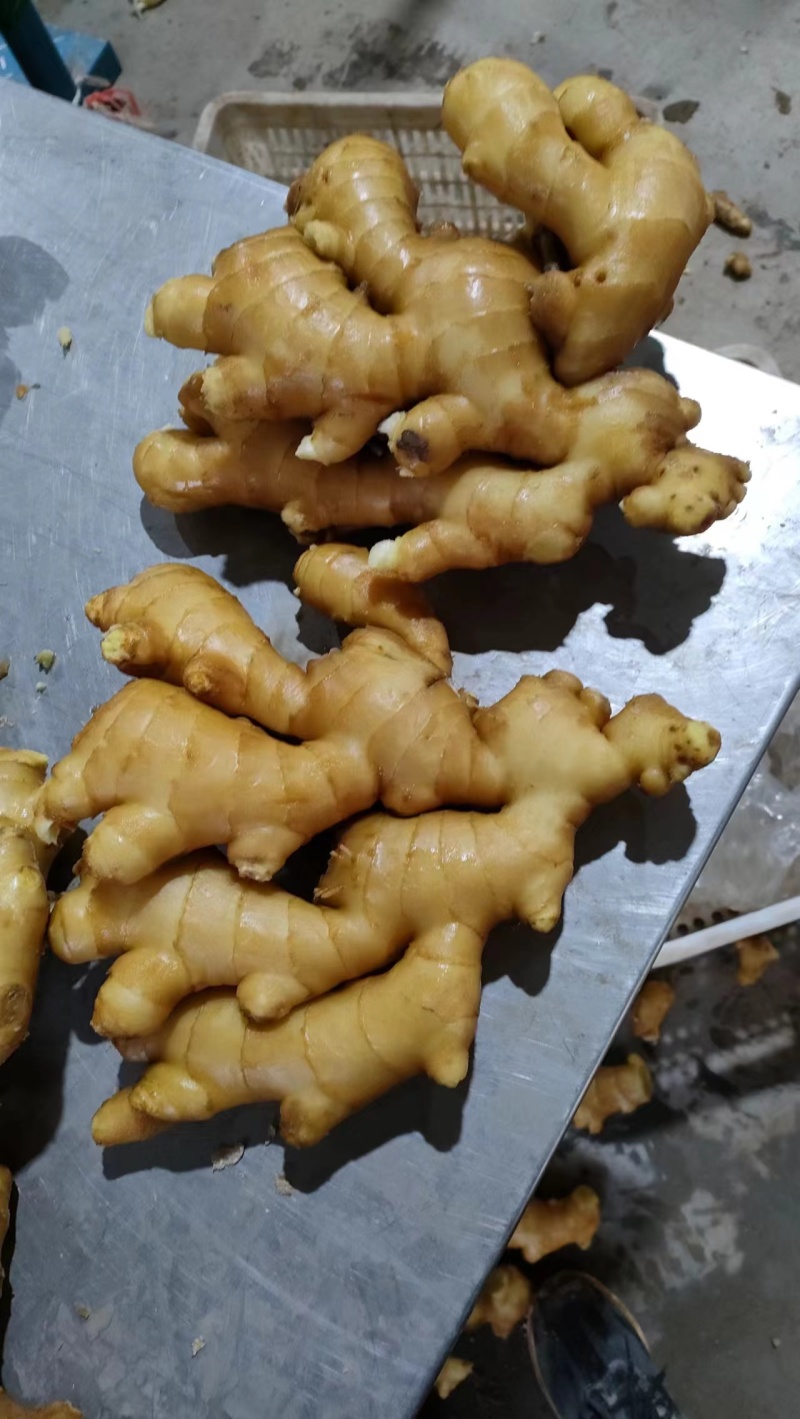 大黄姜常年供应销售，品质好，价格便宜，欢迎来电咨询