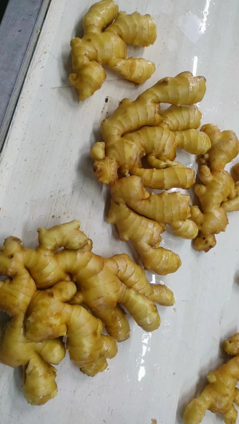 大黄姜常年供应销售，品质好，价格便宜，欢迎来电咨询