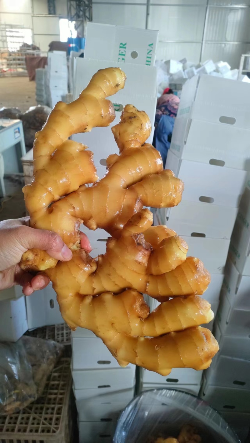 大黄姜常年供应销售，品质好，价格便宜，欢迎来电咨询