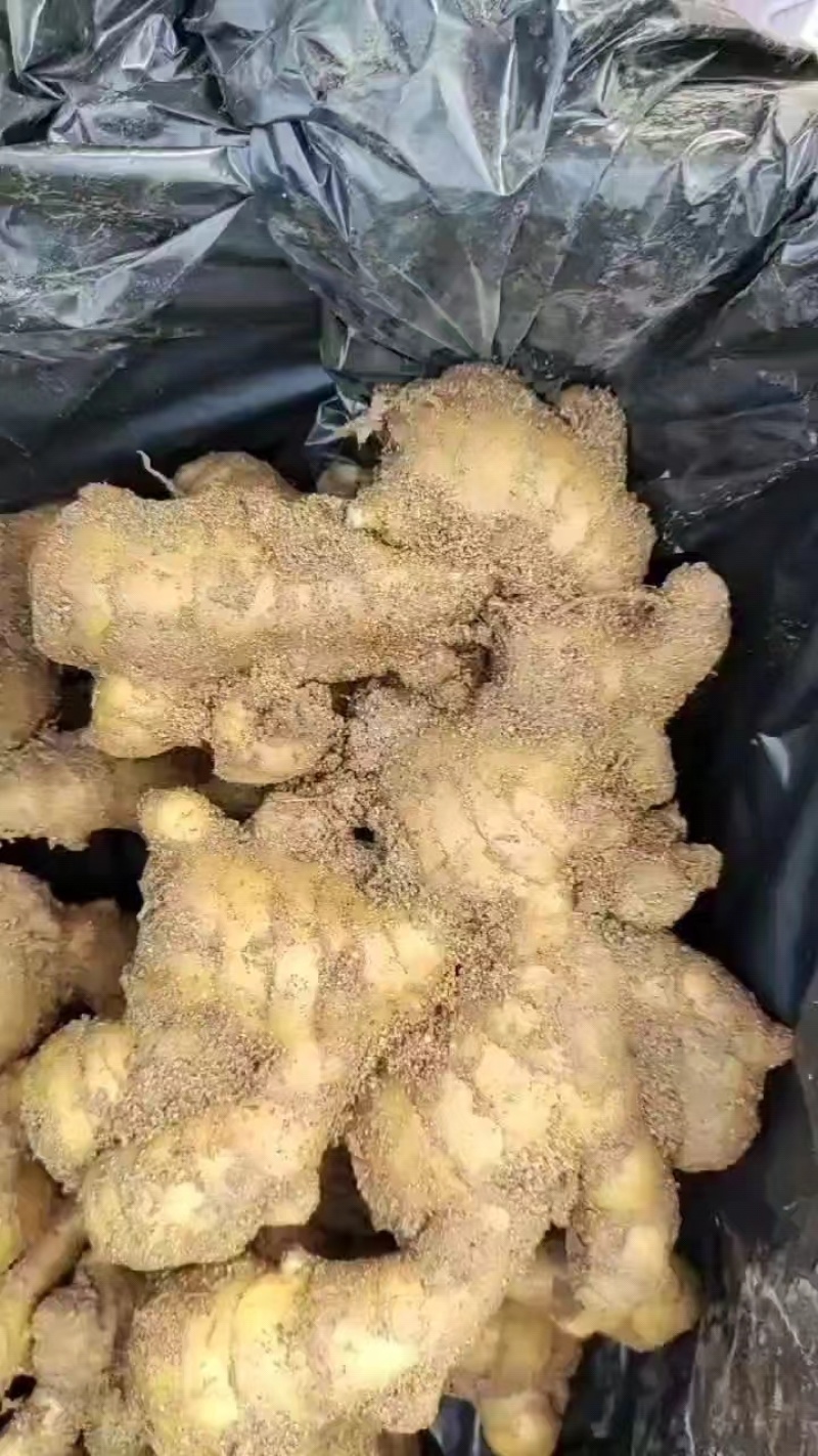 大黄姜常年供应销售，品质好，价格便宜，欢迎来电咨询