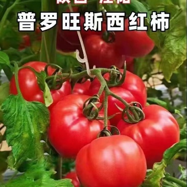 陕西普罗旺斯水果西红柿