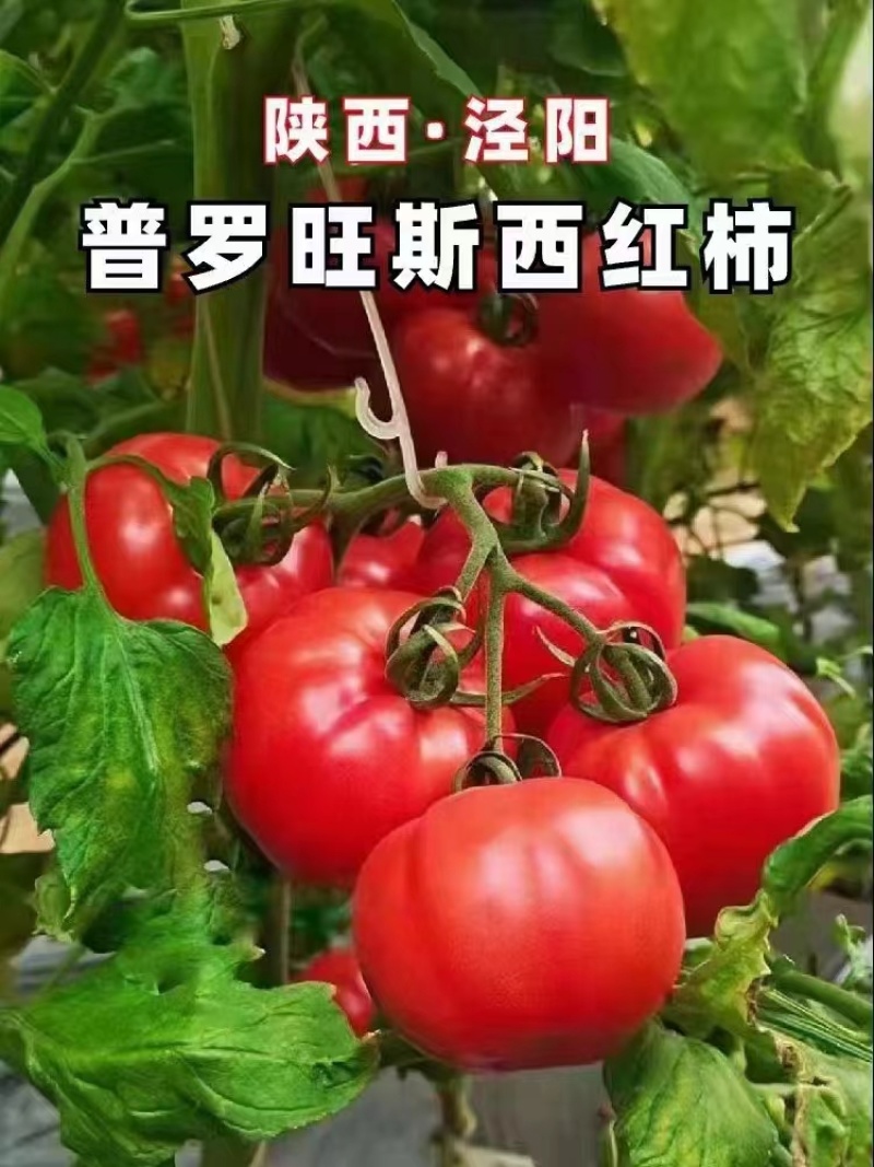 陕西普罗旺斯水果西红柿