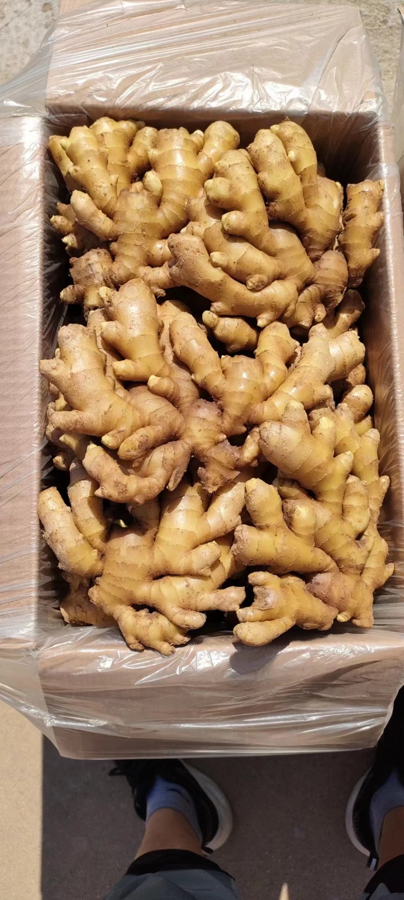 [优品小黄姜]常年供应销售，品质好，价格低，全国发货