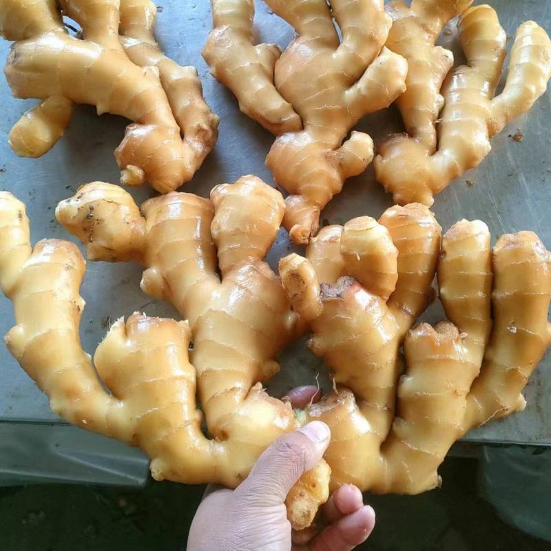 热销大黄姜，块头大，颜色辣黄，价格便宜，欢迎来电咨询