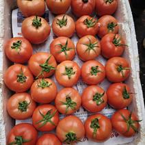 【西红柿】诚信合作社提供优质大红西红柿欢迎选购一手货源