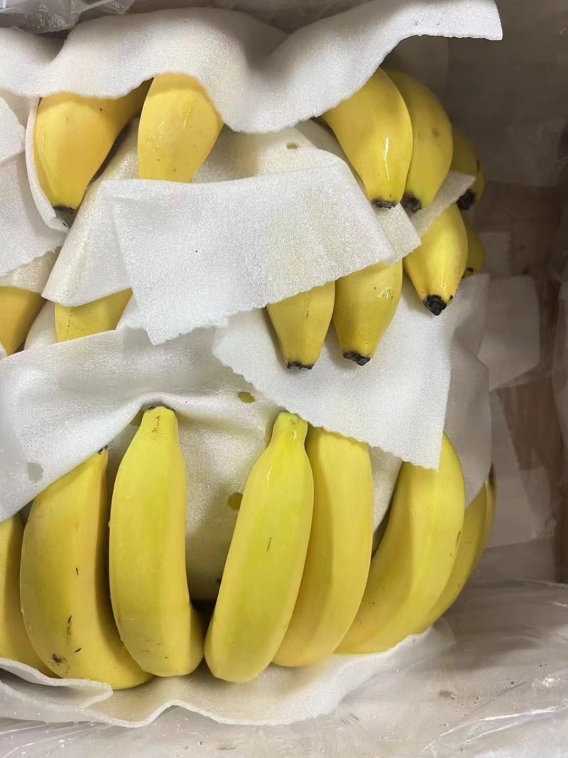 精品二黄蕉，