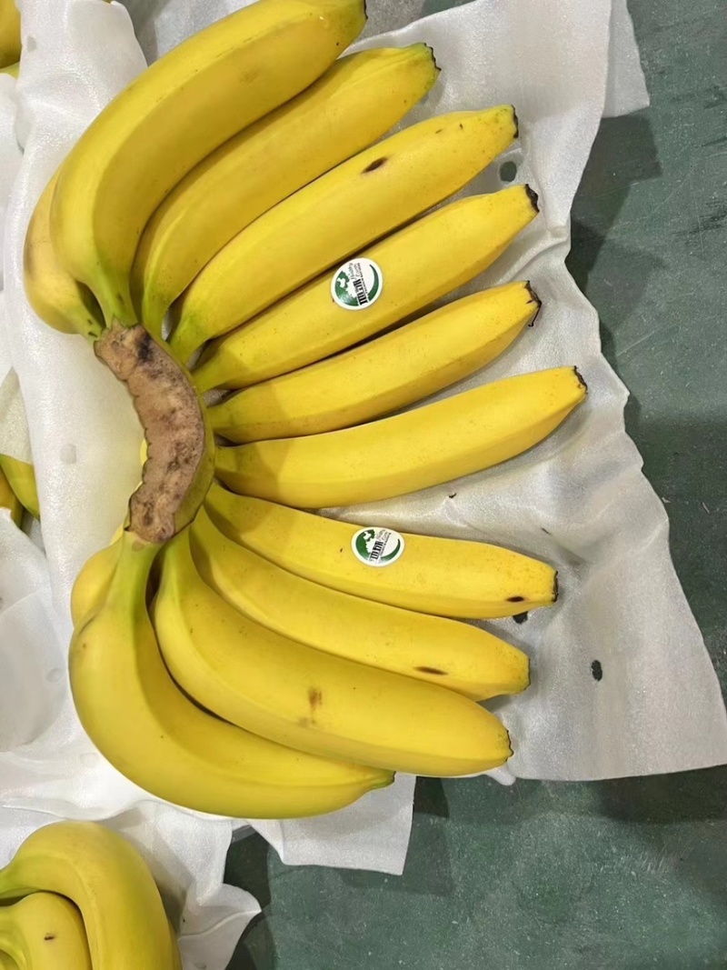 精品二黄蕉，