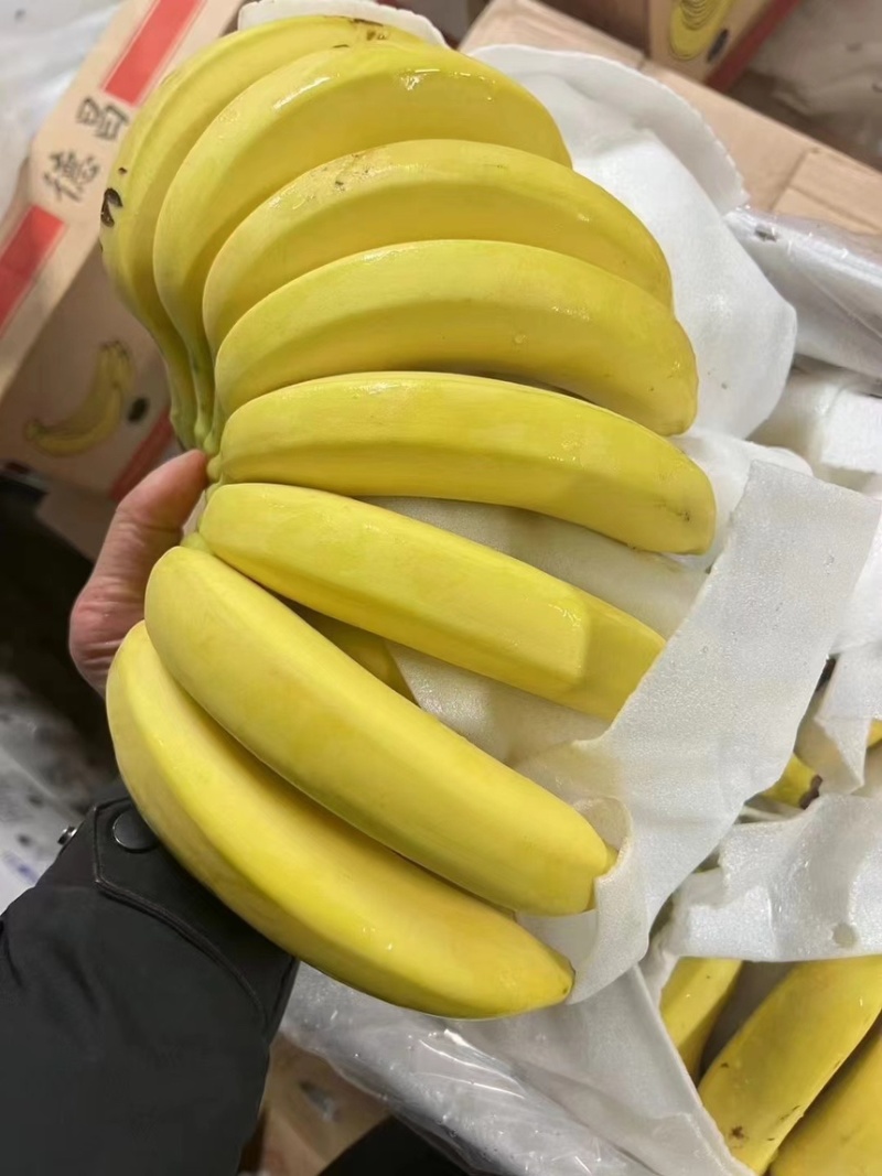 精品二黄蕉，