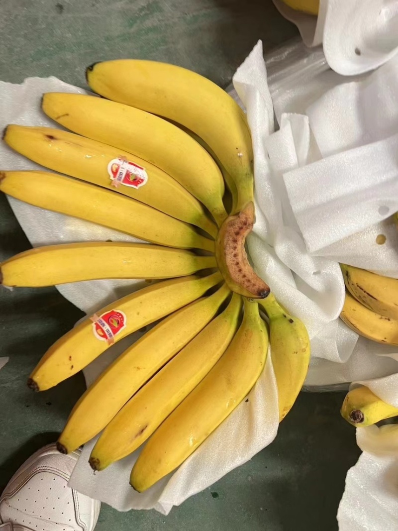 精品二黄蕉，