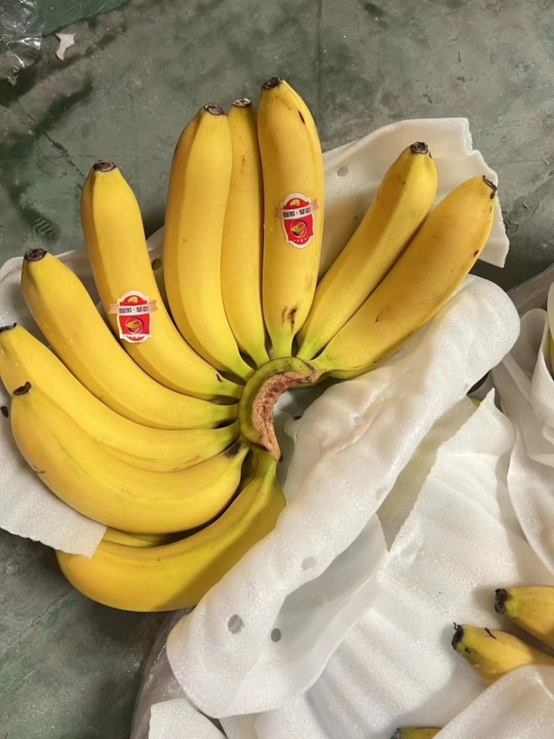精品二黄蕉，