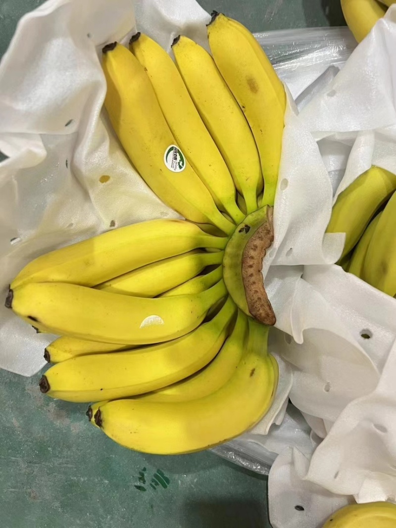 精品二黄蕉，
