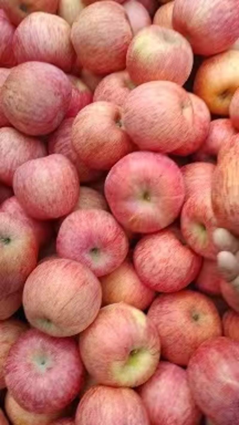 沂源红富士苹果大量上市中口感脆甜，价格便欢迎咨询合作