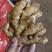 小黄姜姜种大量有货销售，产量高，提供技术支持，全国发货