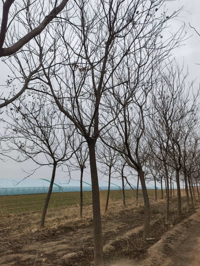 栾树