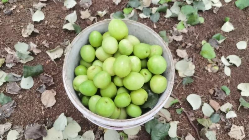 【精品】牛奶枣，果园一手货源，大量果园，视频看货，欢迎来电