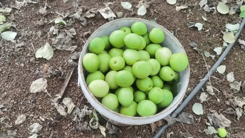 【精品】牛奶枣，果园一手货源，大量果园，视频看货，欢迎来电