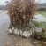 供应麻栎苗江西麻栎，四川麻栎湖北麻栎安徽麻栎，无纺布杯苗