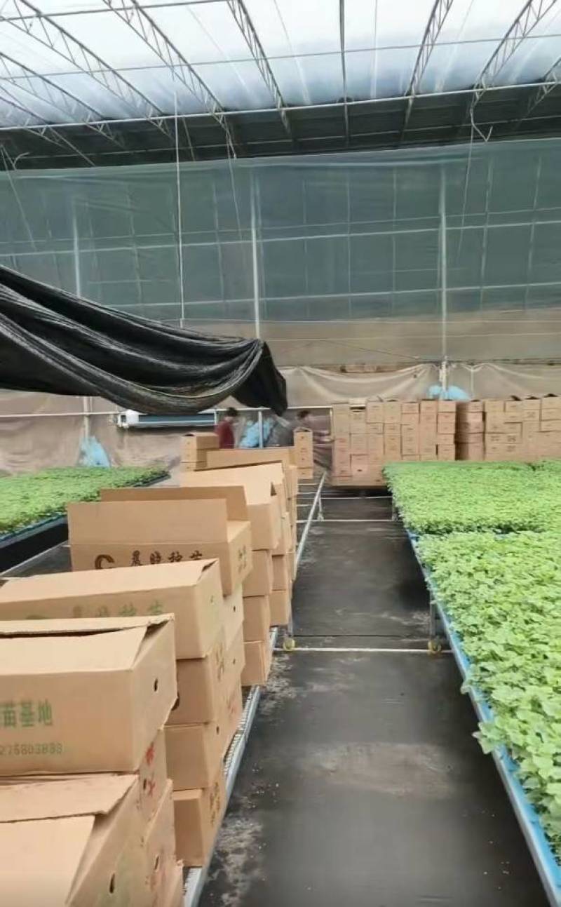 甜瓜苗供应，各种甜瓜苗，只要您需要我们就服务，数量充足价优惠