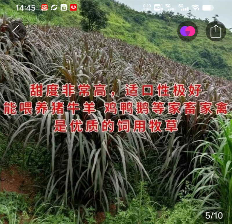 甜象草，皇竹草，无毛草红象草