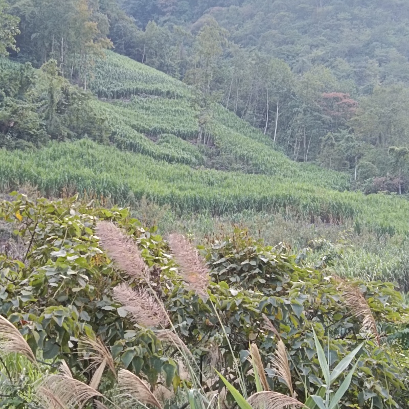 甜象草，皇竹草，无毛草红象草