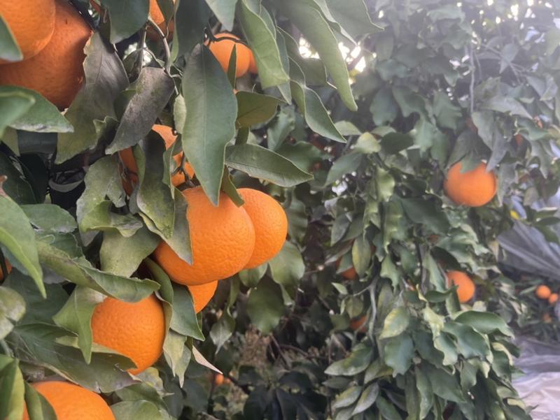四川青见柑橘果粒饱满，汁多味美，口感鲜甜，需要联系