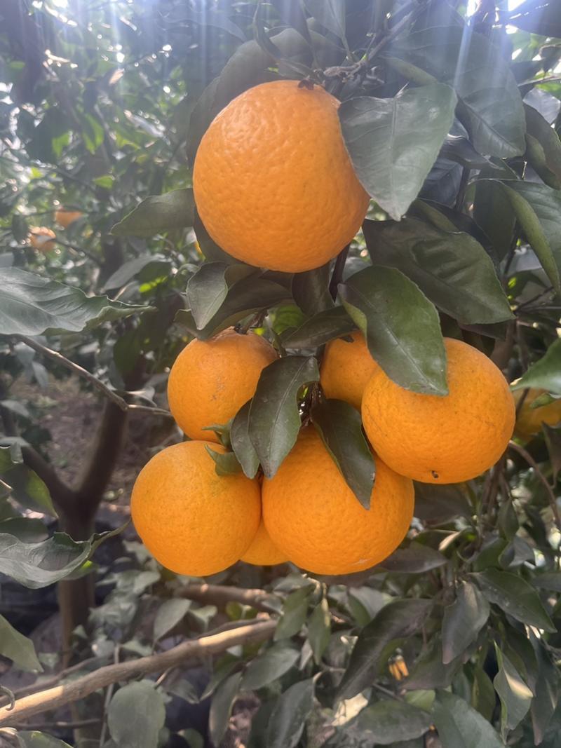 四川青见柑橘果粒饱满，汁多味美，口感鲜甜，需要联系