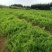 【天冬苗】药材基地产地直发，各种规格，大量有货，欢迎咨询