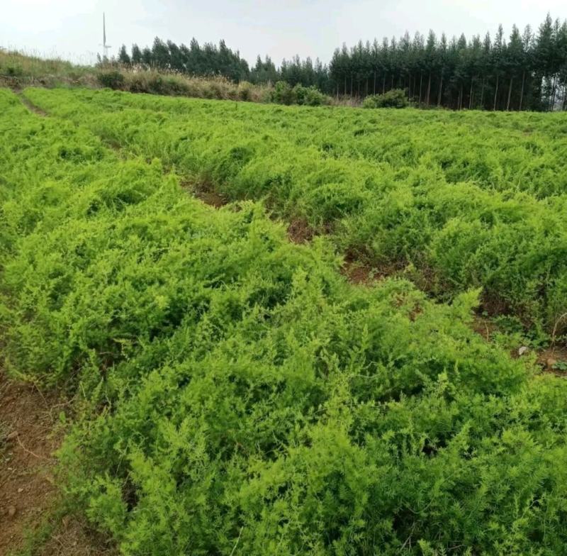 【天冬苗】药材基地产地直发，各种规格，大量有货，欢迎咨询