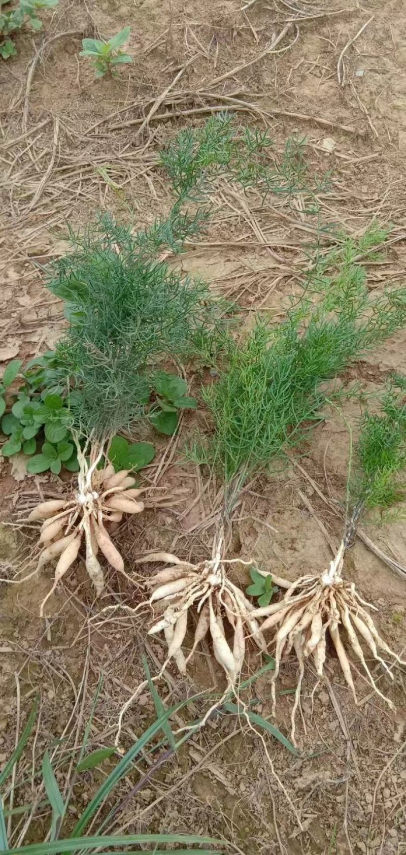 【天冬苗】药材基地产地直发，各种规格，大量有货，欢迎咨询