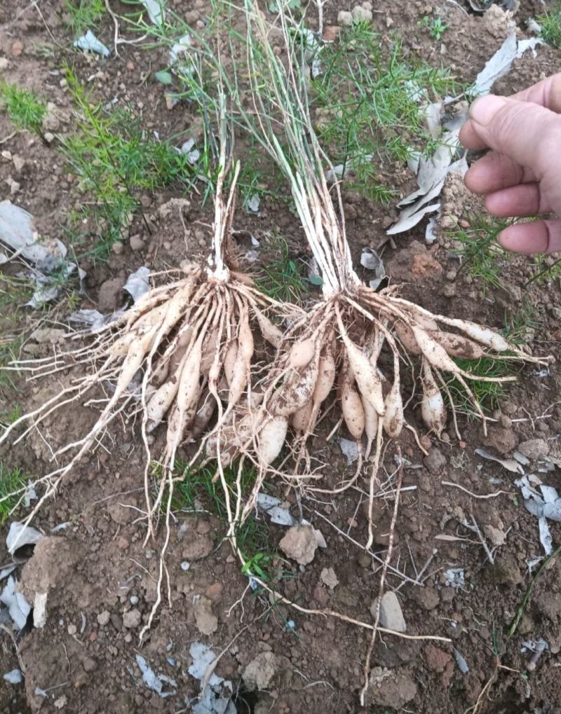 【天冬苗】药材基地产地直发，各种规格，大量有货，欢迎咨询