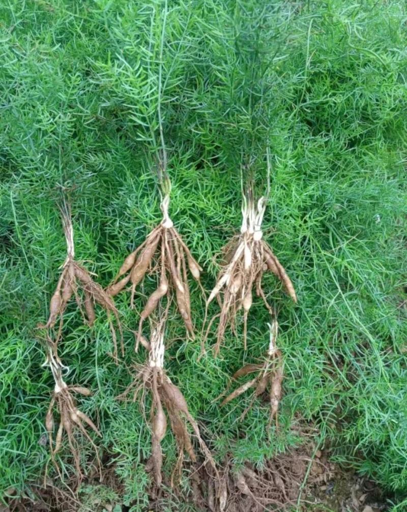 【天冬苗】药材基地产地直发，各种规格，大量有货，欢迎咨询