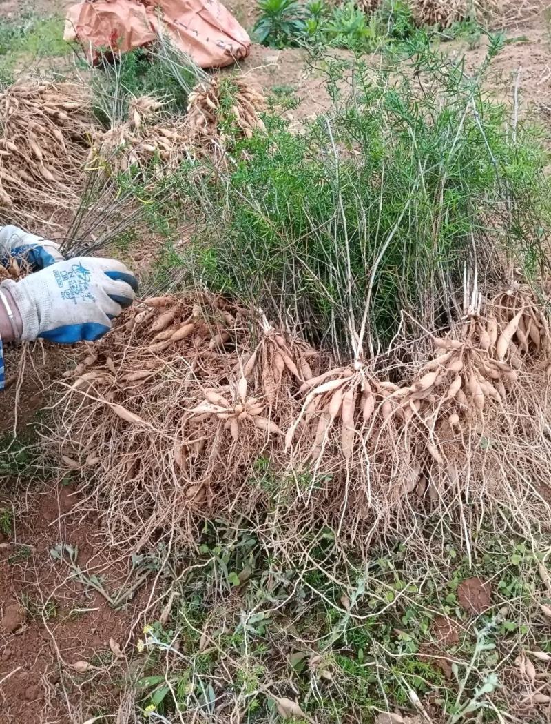 【天冬苗】药材基地产地直发，各种规格，大量有货，欢迎咨询