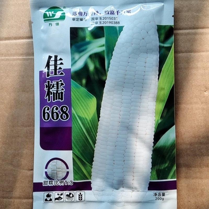 （优选）糯玉米种子国审佳糯668早熟大穗好吃