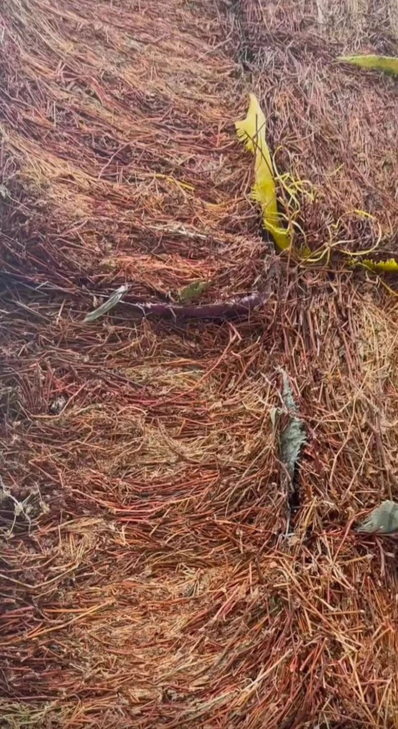 野生无杂无硫无霉杠板归仓库发货，支持当面看货，货好价可谈