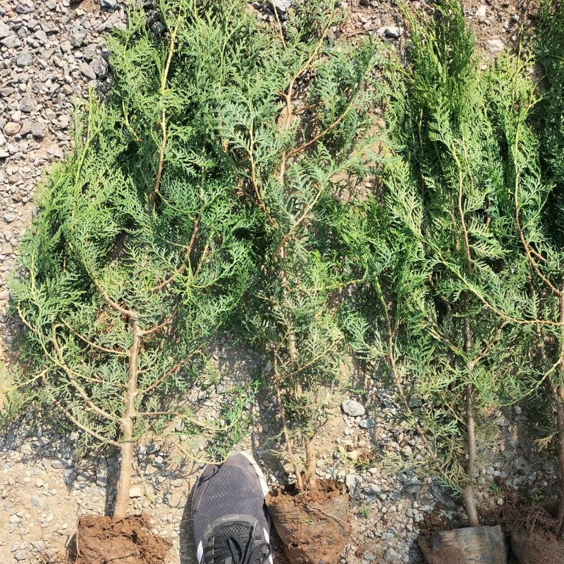 侧柏杯苗小苗大田侧柏土球绿化护坡荒山种植造林工程苗