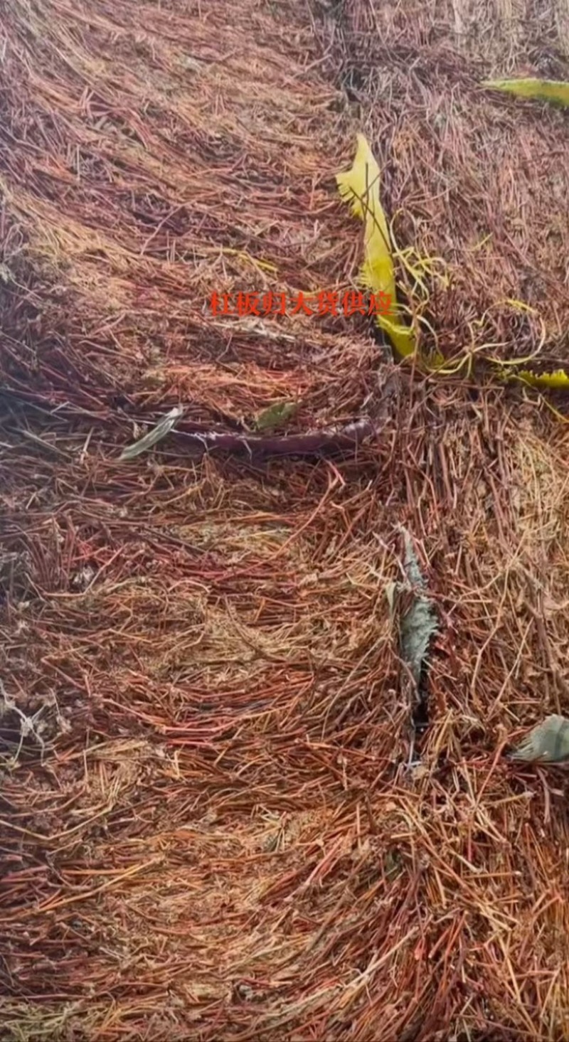 野生无硫无杂无霉杠板归大量货源质量保证可谈价