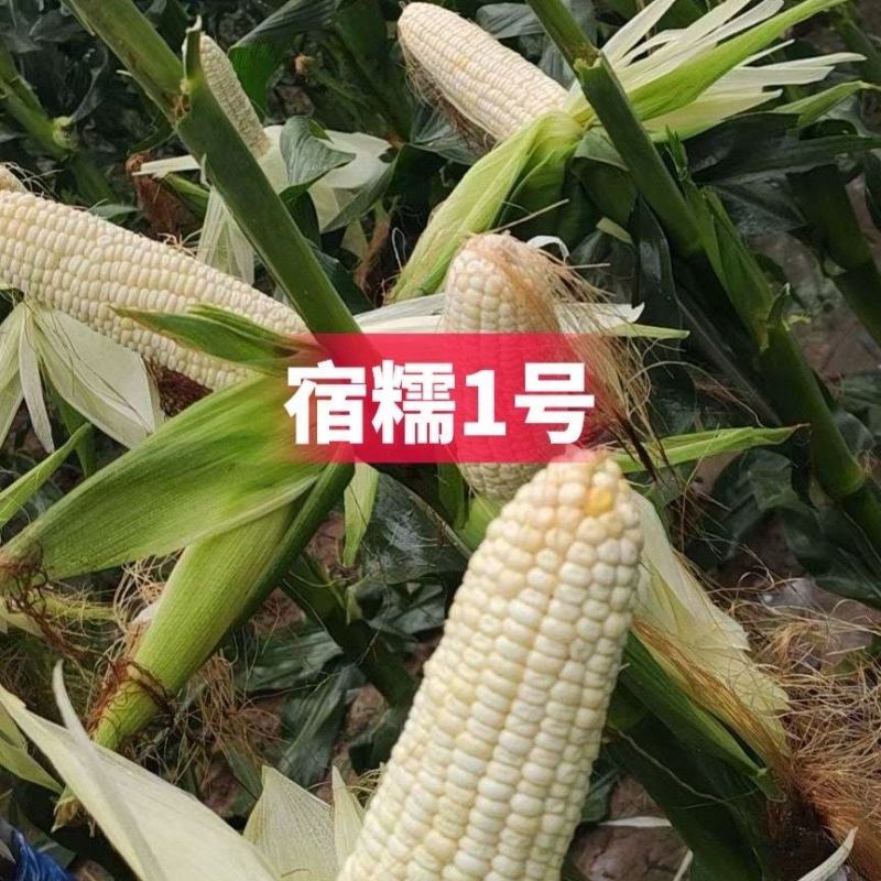 农科院国审宿糯1号鲜食白糯粘玉米种子矮杆大棒非转基因薄