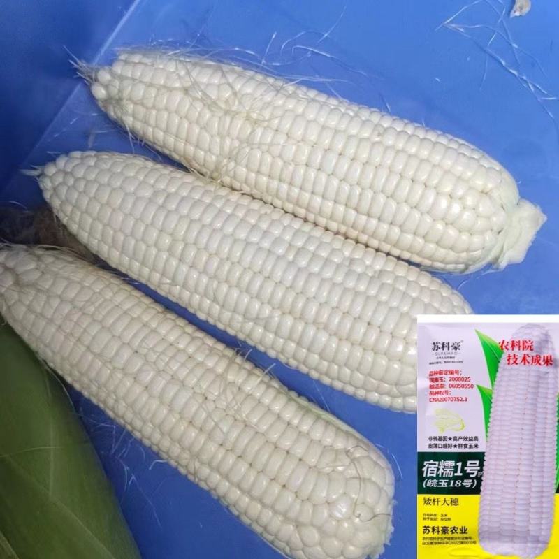 农科院国审宿糯1号鲜食白糯粘玉米种子矮杆大棒非转基因薄