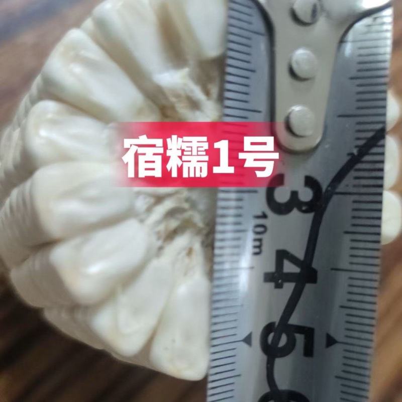 农科院国审宿糯1号鲜食白糯粘玉米种子矮杆大棒非转基因薄